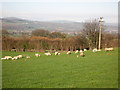 Sheep at Llwynedd