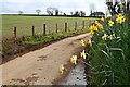 Daffodils and Spring Crops on the road through Newton Farm.