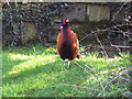 ST9626 : Cock Pheasant by Maigheach-gheal