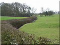 Stream & Hedge, east of Stoke Golding