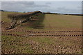 Hedge and field at Lawton