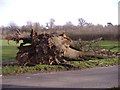 Fallen oak