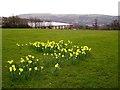 ST1695 : Daffodils in Pontllanfraith by Stuart Wilding