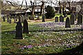 Churchyard with Crocusus