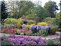 Michaelmas Daisies at Old Court