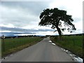 Tree by the Roadside