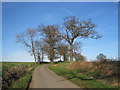 Cluster of trees around minor road