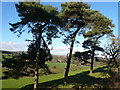 View through Pines across Birkin Lane (Lower Left)