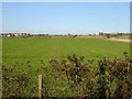 Wheat north of Lower Road