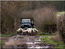 SE2907 : Moving sheep to greener pastures by John Fielding