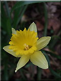 SX7988 : Wild daffodil by the Teign by Derek Harper