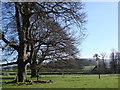 Imposing oak trees, Bicton College