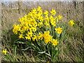 Daffodils at entrance to Perrinpit Farm, Frampton Cotterel