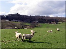 SY4491 : Down House Farm and some sheep. by Stephen Williams