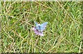 SO8503 : Rare Adonis Blue butterfly on Rodborough Common by Mel Evans