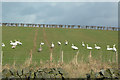 Whooper Swans