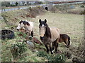 Horses by Bridge of Muchalls