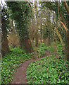 Woodland near Marshfield Bridge