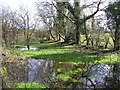 Wetland at Derrynanny, County Fermanagh