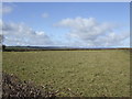 Pasture by the A38