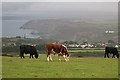 Cattle on St Agnes Beacon