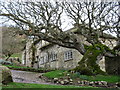 Old Tree. Great Seaside. Devon