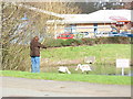 Feeding the swans