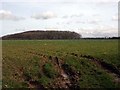 Looking into a grass field with Nine Acre Covert in the background