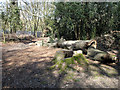 Fallen tree on Newmans hill