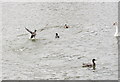 Waterfowl in an ornamental pool