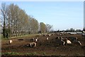 Pig Farm at Mildenhall Fen