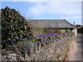 Grape hyacinths planted on top of a wall, Galmpton