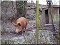 Tamworth Pig near Tidpit