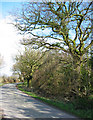 Wood beside Ash Lane