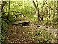 Footpath through Valley-bottom Woodland