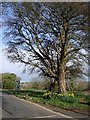 Tree and daffodils, Bascombe Road