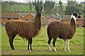 Llama of Sixpenny Handley