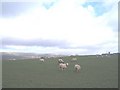 Sheep in Little Scotland