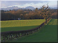 Farmland, Burnbank