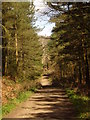 Stony Down Plantation, Corfe Mullen