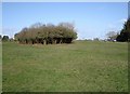 Churston Common, Thicket of bushes and trees