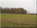 Crinklety Wood near Thorganby