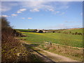 Oil Seed Rape Field, Thornicombe