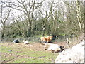 Cattle alongside the farm road to Tros-y-marian