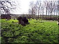 All Saints, Epping Upland, Essex - Churchyard