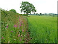 Field margin with foxgloves near Harley Thorns Farm