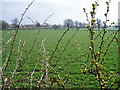 Rudheath Lodge seen from the A50