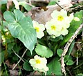 Wild Primroses