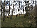 Birch woods, Strath Tummel