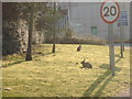 Rabbits near entrance to Chemical Plant